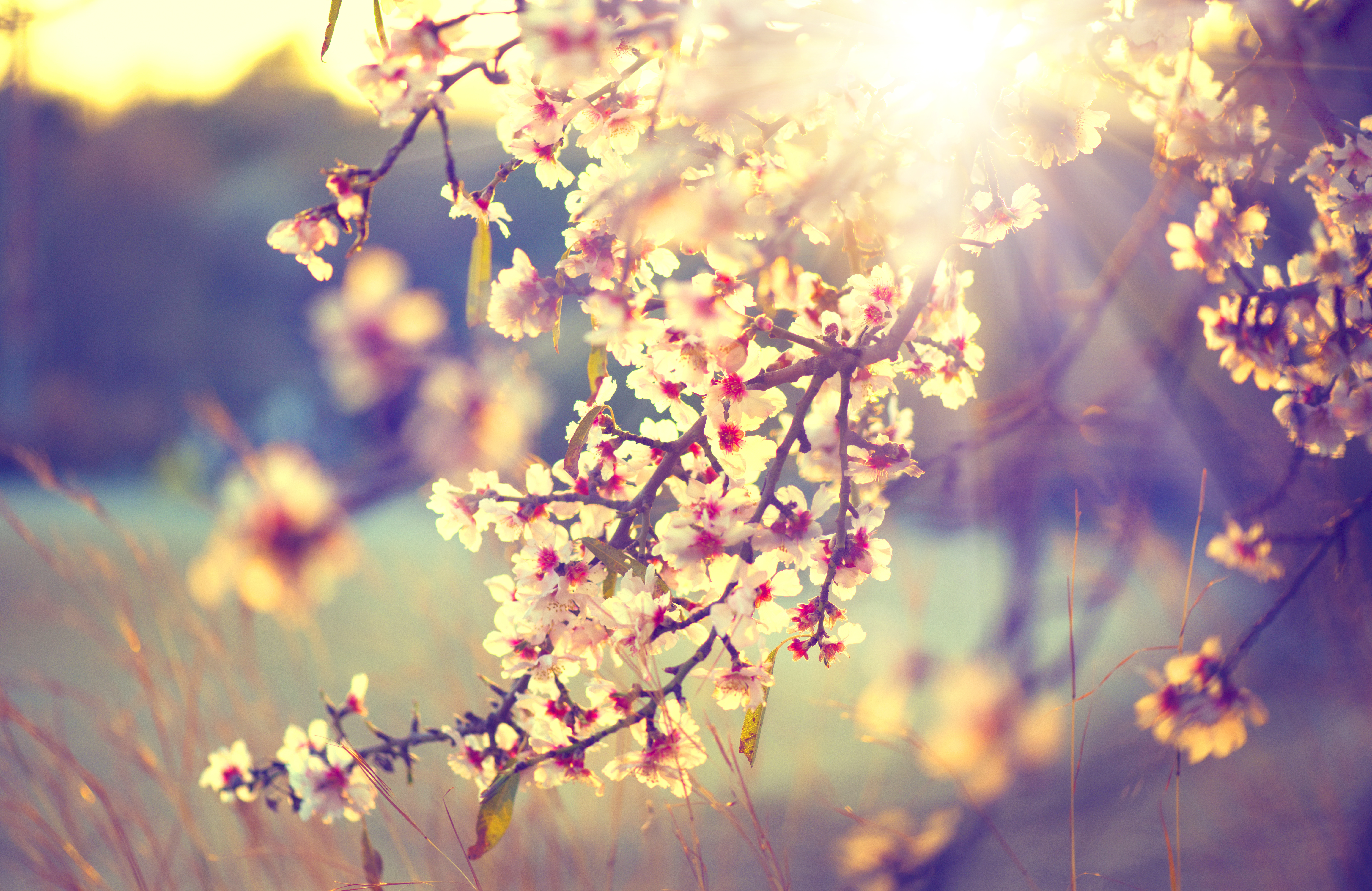 Spring arrives. Сакура солнце. Солнце весной.